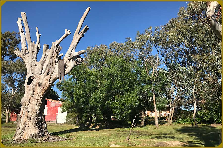 The old tree at Tuggeranong Schoolhouse Museum